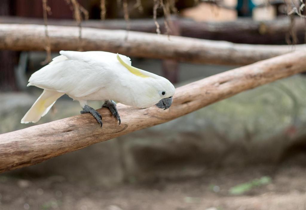 Score Birds Hotel Angeles Ngoại thất bức ảnh